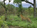 Leopard Hunts on a Private Game Reserve in South Africa Photographic Print
