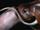 Close View of a Giant or Humboldt Squid at Night Photographic Print