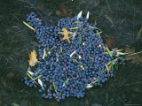 Olives Fresh off the Tree Will Soon Be Made into Oil Photographic Print