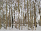 A Stand of Bare Trees in Snow at Grand Teton National Park Photographic Print