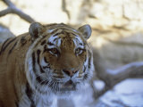 Khuntami, a Male Siberian Tiger, in His Outdoor Enclosure Photographic Print by Joel Sartore