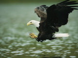 An American Bald Eagle Lunges Toward its Prey Below the Water Photographic Print