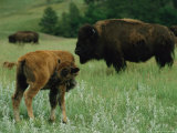 An American Bison Calf Grooms Itself Photographic Print