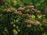 Mountain Laurel with Buds Ready to Blossom Photographic Print