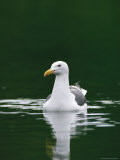 A Seagull Floating Serenely in Calm Water Photographic Print