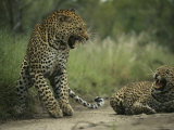 Leopards Exchange Aggressive Growls After Mating Photographic Print