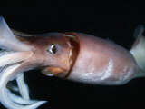 Close View of a Giant or Humboldt Squid at Night Photographic Print by Brian J. Skerry