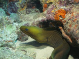 A Green Moray Eel Near a Coral Outcropping in the Florida Keys Photographic Print by Nick Caloyianis