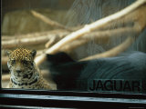 A Jaguar Peers Through a Window in its Enclosure Photographic Print by Joel Sartore