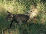 Leopard Kills an Antelope in Search of a Meal Photographic Print