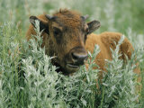 Portrait of an American Bison Calf Photographic Print