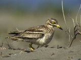 A Stone Curlew Rests in the Sand Photographic Print by Klaus Nigge