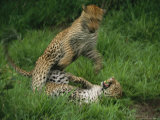 Leopards Exchange Aggressive Growls After Mating Photographic Print