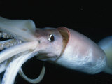 Close View of a Giant or Humboldt Squid at Night Photographic Print by Brian J. Skerry