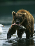 A Brown Bear Eating a Freshly Caught Salmon Photographic Print by Klaus Nigge