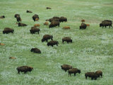 Adult Buffalo and Calves Graze in Custer State Park Photographic Print