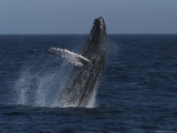 A Breaching Humpback Whale in the Sea of Cortez Photographic Print