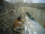 A Siberian Tiger Rests on a Rock in an Outdoor Enclosure Photographic Print by Joel Sartore