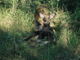 Leopard Kills an Antelope in Search of a Meal Photographic Print