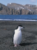 A Chinstrap Penguin on the Beach at Deception Island Photographic Print by Gordon Wiltsie