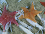 Bat Starfish Make Meals Out of Opalescent Inshore Squid Fotografie-Druck von Brian J. Skerry