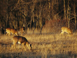 White-Tailed Deer Eating in a Meadow Photographic Print by Raymond Gehman