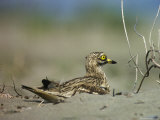 A Stone Curlew Rests in the Sand Photographie par Klaus Nigge
