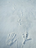 Comparison of Stellers Sea Eagle Track and Human Hand Print in Snow Photographic Print by Klaus Nigge