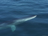 A Finback Whale Swims in the Gulf of California, Finback Whale (Balaenoptera Physalus) Photographic Print