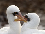 A Pair of Masked Boobies Photographic Print