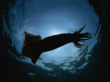 Giant Or Humboldt Squid in Silhouette from Below Fotografie-Druck von Brian J. Skerry