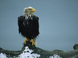 A Wet American Bald Eagle Perches on a Tree Branch Photographic Print by Klaus Nigge