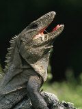 Portrait of an Iguana with Mouth Open Photographic Print