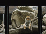 A Siberian Tiger Rests on a Rock in an Outdoor Enclosure Photographic Print by Joel Sartore
