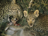 Leopard Tears Apart its Kill Teaching her Cub to Eat Photographic Print