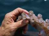 View of Toothed Suckers on Tentacles of the Giant/Humboldt Squid Photographic Print by Brian J. Skerry