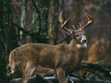 A Portrait of a 12-Point White-Tailed Deer Buck Photographie par Raymond Gehman