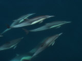 Common Dolphins Rise to the Waters Surface in the Gulf of California Photographic Print