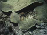 A spiny lobster seeks shelter under a coral ledge. Lámina fotográfica