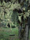A Swing Hangs from a Tree Draped with Methuselahs Beard Lichens Photographie