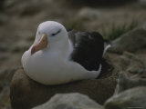 A Nesting Black-Browed Albatross at Rest Photographic Print