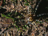 A Well-Camouflaged Spider Seen from Above Photographic Print