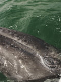A Close View of the Eye of a Gray Whale Calf Photographic Print
