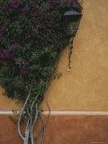 A Flowering Bugambilia Shrub Climbing the Wall of a Building Photographic Print by Raul Touzon