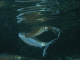Caribbean Reef Squid Defends its Claim to a Nearby Female Photographic Print
