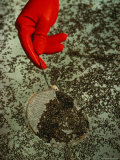 A Gloved Hand Using a Small Sieve to Collect Dark Floating Particles Photographic Print by Ira Block