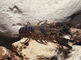 A Crayfish Moves Near Rocky Boulders in a Pennsylvania Quarry Photographic Print by Nick Caloyianis