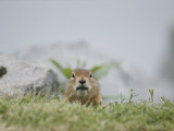 Close View of an Arctic Ground Squirrel Photographic Print