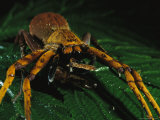 A Large Spider Eating a Meal Photographic Print