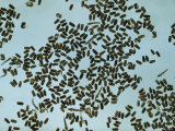 Close-up of Anopheles mosquito larvae and pupae in several stages of development. Lámina fotográfica